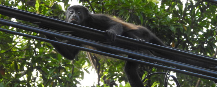 La ‘selva eléctrica’ de cables en la que mueren los monos aulladores de Costa Rica 